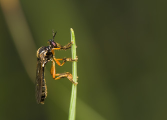 Dioctria