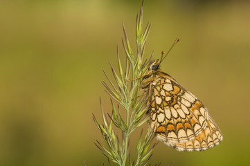 Melitaea athalia