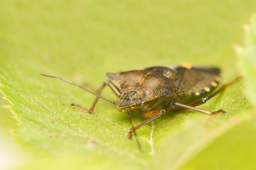 Fototapeta premium Pentatoma rufipes