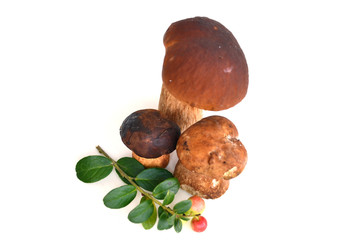 Fototapeta premium wild mushrooms