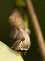 Notodonta torva