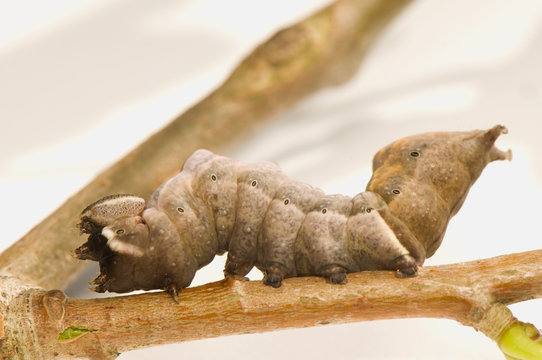 Notodonta torva