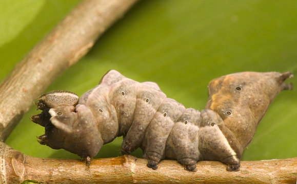 Notodonta torva