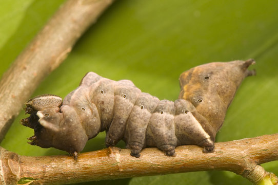 Notodonta torva