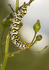 Shargacucullia scrophuliarae