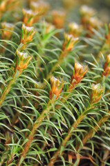 Obraz premium Moss