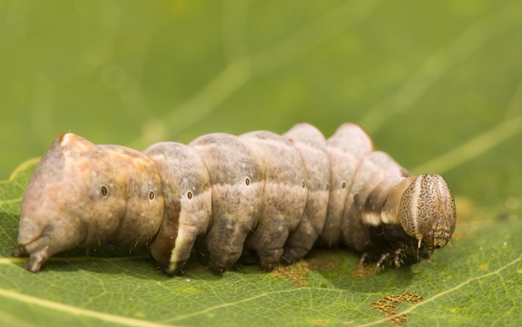 Notodonta torva