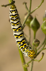 Shargacucullia scrophuliarae