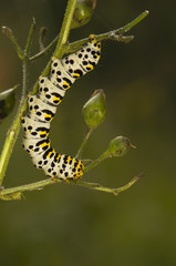 Shargacucullia scrophuliarae