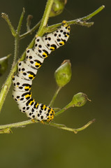 Shargacucullia scrophuliarae