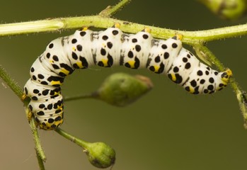 Shargacucullia scrophuliarae
