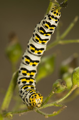 Shargacucullia scrophuliarae