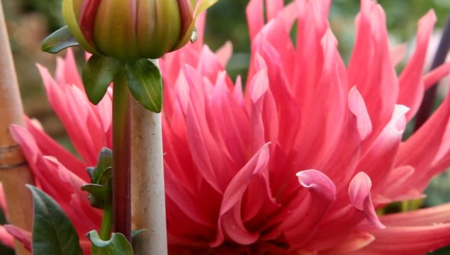 petali fucsia