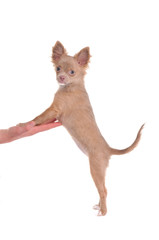 Chihuahua standing on hind legs,steppind with front legs on palm