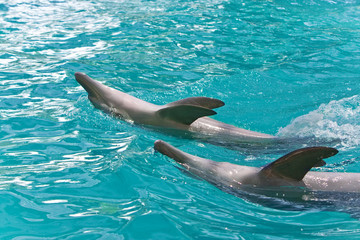 Dolphin in water