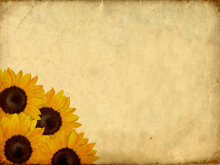 Sunflower textured