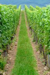 Naklejka premium Vignes