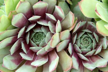 Hen and chicks plants