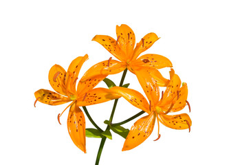 Flowers of lily (Lilium distichum) 7