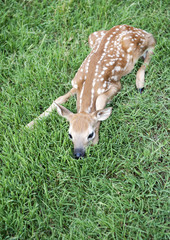 Baby Deer