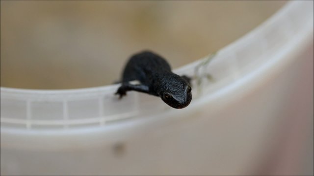 Schwarzmolch