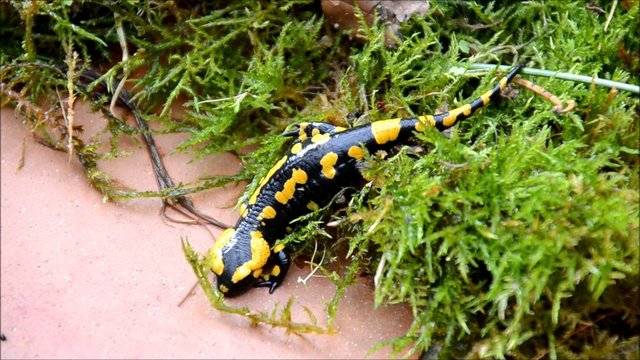Feuersalamander
