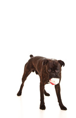 Boxer dog in studio