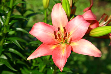 Pink lily in the evening light