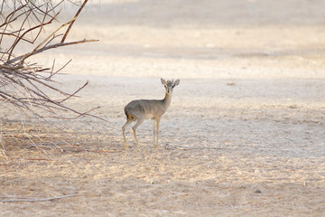 A lone Kirk's Dik-dik