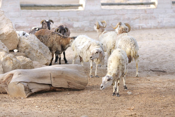 Obraz premium A herd of sheep