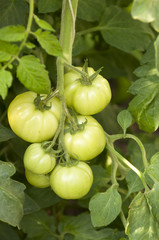 Green Growing Tomatoes on a Branch