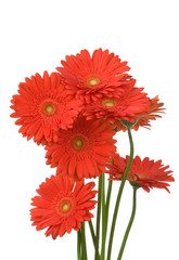 Red gerberas isolated on white