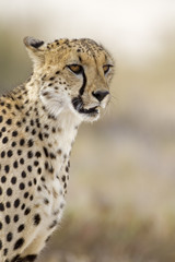 Close-up portrait of Cheetah; Acinonyx jubatus; South Africa .