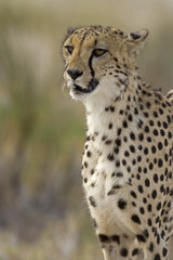 Close-up portrait of Cheetah; Acinonyx jubatus; South Africa .