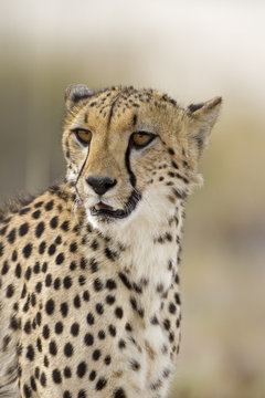 Close-up portrait of Cheetah; Acinonyx jubatus; South Africa .