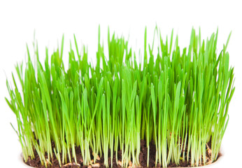 Sprouts of a young green grass