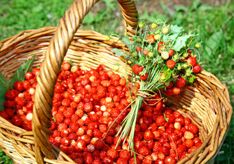 Fresh bouquet of forest strawberries
