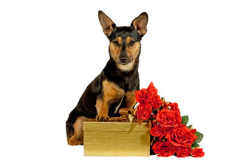 Jack Russel Terrier Hund mit Geschenk