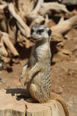Erdmaennchen
