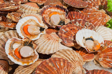 fresh scallops at fish market