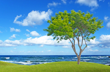 Fototapeta na wymiar Tree on coast