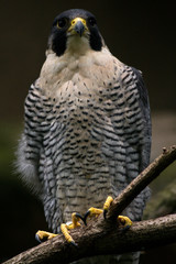 Closeup of a falcon against a blurred background.