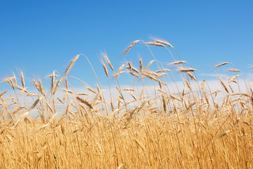 Obraz premium field of rye