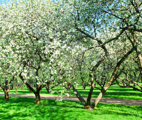 beautiful blooming apple trees in spring park