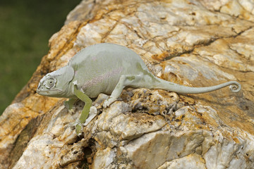 Cameleon sitting on big rock busy casting its skin; South Africa