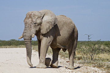 Fototapeta na wymiar Big elephant bull; Loxodonta Africana