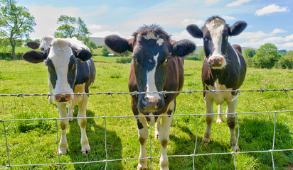 Three cows behind a barbed wire fence.