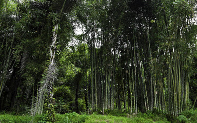 Bamboo forest