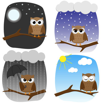 Four owls on branches