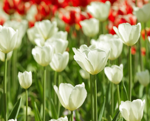 Beautiful Tulips in the Garden - Colored Background